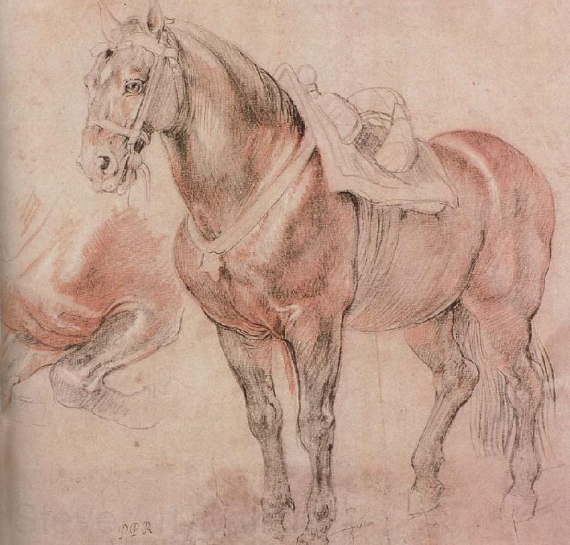 Peter Paul Rubens Horse Germany oil painting art